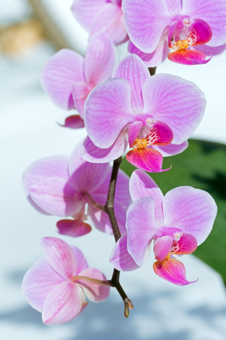 Zdjęcie piękne różowo-purpurowe kwiaty orchidei skupiają się na śniegu