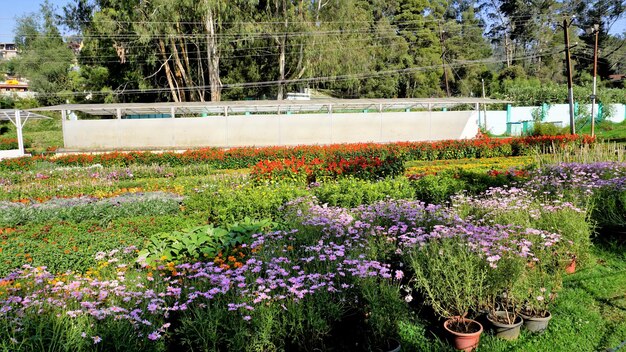 Piękne rządowe ogrody botaniczne w Ooty Tamilnadu w Indiach