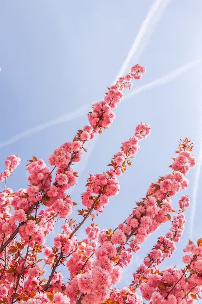 Piękne Sakura Lub Drzewa Wiśniowe Z Różowymi Kwiatami Na Wiosnę Na Tle Błękitnego Nieba
