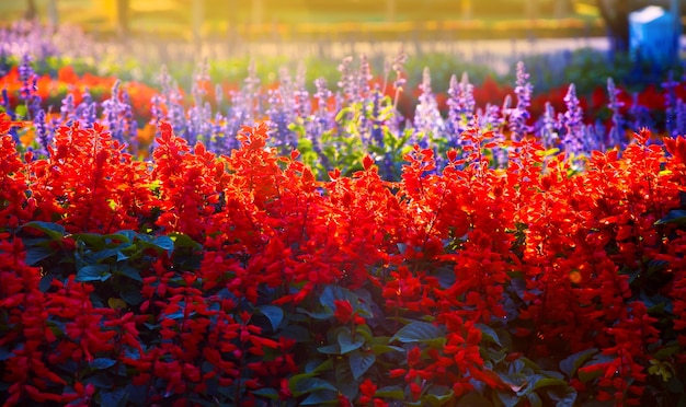 Piękne Salvia splendens (Szkarłatna Szałwia lub Tropikalna Szałwia) w ogrodzie na tle