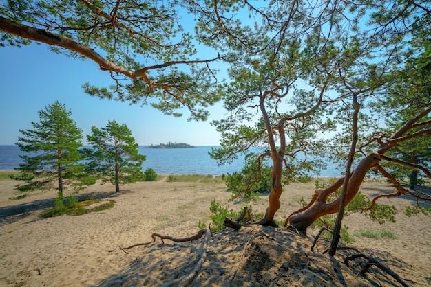 Piękne Sosny Na Piaszczystym Brzegu Jeziora