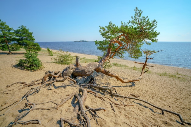 Piękne sosny na piaszczystym brzegu jeziora