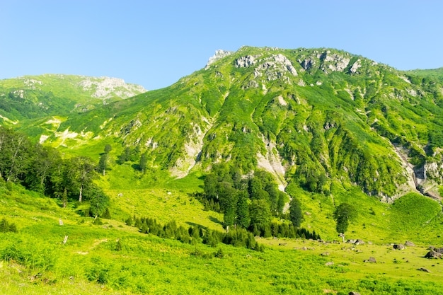 Piękne sosny na tle wysokich gór. Artvin, Turcja