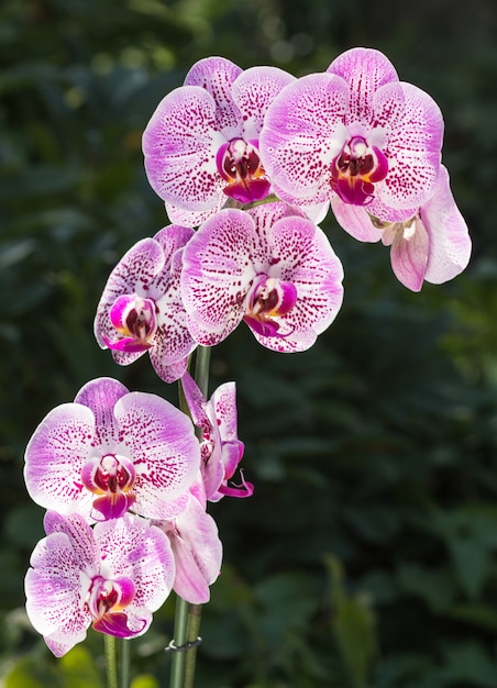 Zdjęcie piękne storczyki o różnych kolorach. hybrydy phalaenopsis.