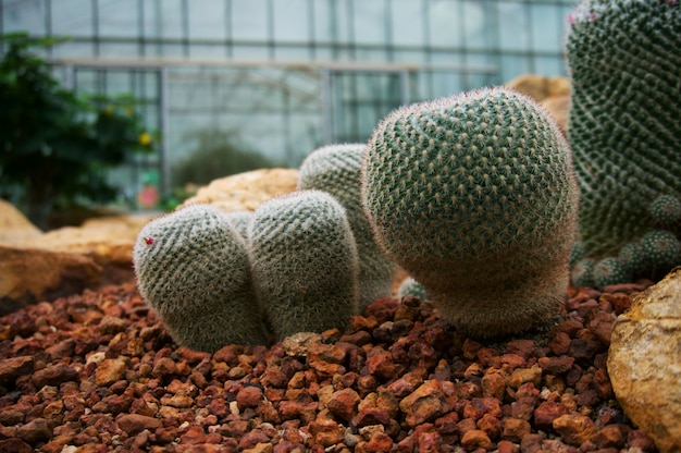 Piękne Succulents I Kaktus Roślin W Ogrodzie.