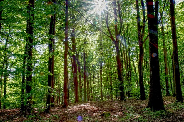 Zdjęcie piękne światło słoneczne w lesie