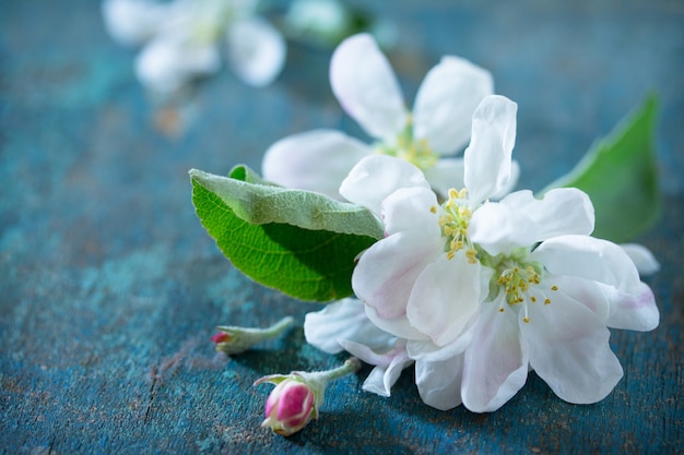 Piękne świeże Białe Kwiaty Jabłoni