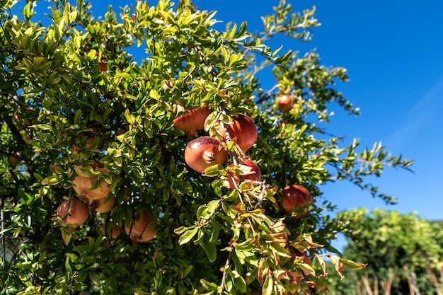 Zdjęcie piękne świeże i dojrzałe owoce granatów na drzewie w bujnym sadze
