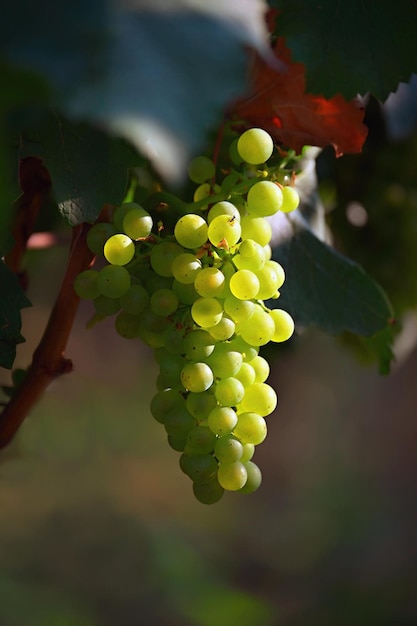 Piękne świeże winogrona owocowe rosnące w winnicy Czas zbiorów Jesienna kolekcja owoców Południowomorawski region winiarski Palava Czechy