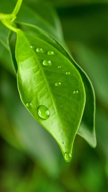 Piękne świeże zielone liście z kroplami wody makro w porannych światłach na rozmytym tle, selektywne skupienie