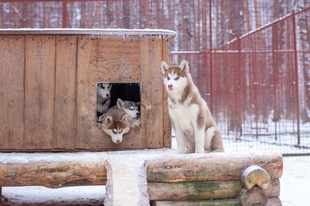 Piękne Szczenięta Siberian Husky W Hodowli, W Klatce Plenerowej, Zimą. Psy Leżą W Budce Z Wysuniętymi Głowami.