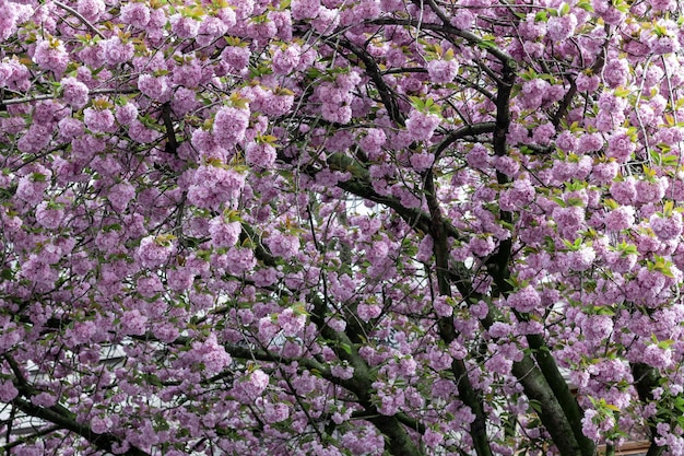 Piękne tło kwitnących gałęzi sakura