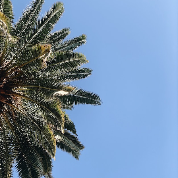 Piękne tropikalne palmy egzotyczne pozostawia przeciw błękitne niebo
