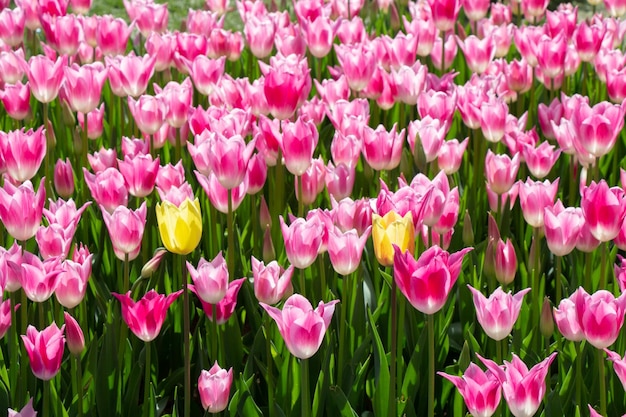 Piękne tulipany kwitną wiosną na polu tulipanów