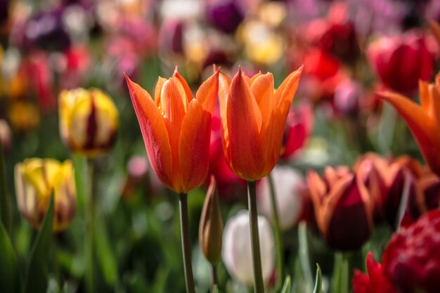 Piękne tulipany kwitną wiosną na polu tulipanów