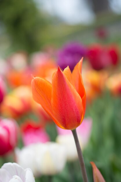 Piękne tulipany kwitną wiosną na polu tulipanów