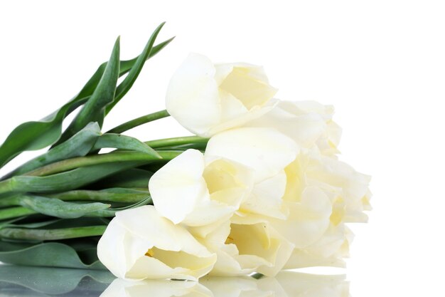 Piękne tulipany na białym tle