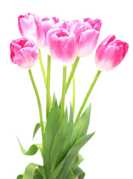 Piękne tulipany na białym tle