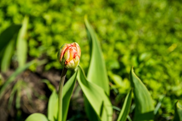 Piękne tulipany na klombie w ogrodzie Wiosna Wielkanocny kwiat w tle Zamknięte pąki wiosennych kwiatów Miękkie selektywne skupienie Piękno jest w naturzeKwitnący kwiat ogrodowy z czerwonymi płatkami