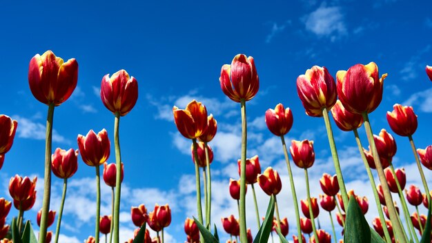 Piękne tulipany na tle pochmurnego nieba. Tomsk. Rosja.