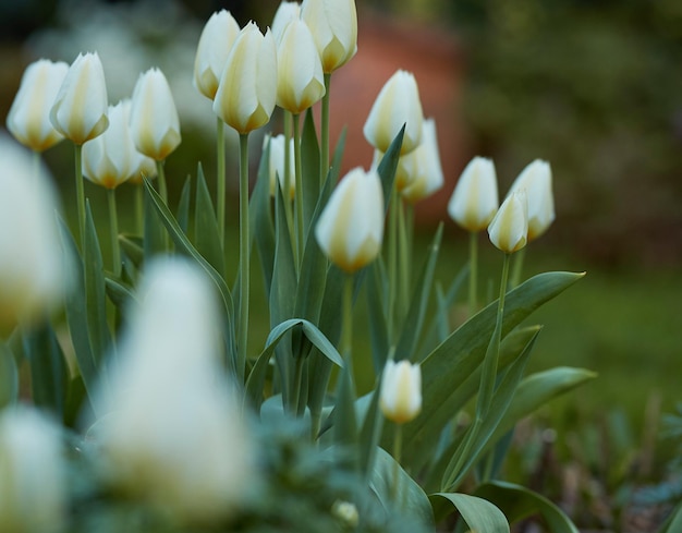 Piękne tulipany rosnące w ogrodzie krajobrazowym na zewnątrz na podwórku na wiosenny poranekSzczegóły zbliżenie żywych białych kwiatów zaczynających kwitnąć w zielonej przyrodzie Rośliny kwitną w parku botanicznym