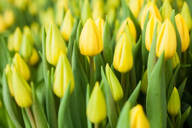 Piękne tulipany uprawiane w szklarni