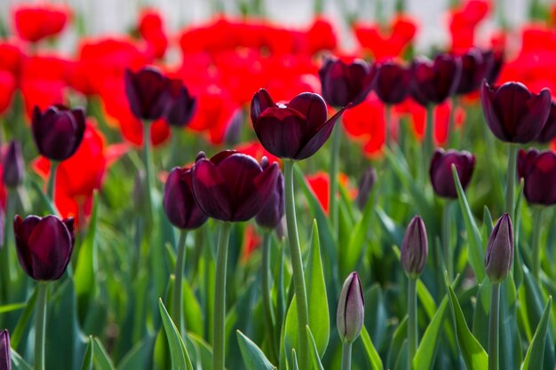 Piękne tulipany w ogrodzie