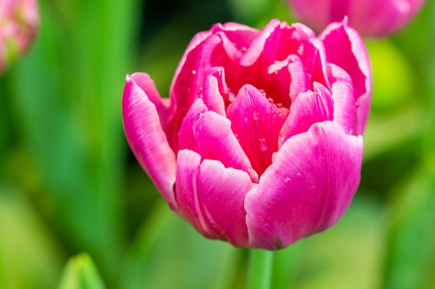 Piękne tulipany w ogrodzie.