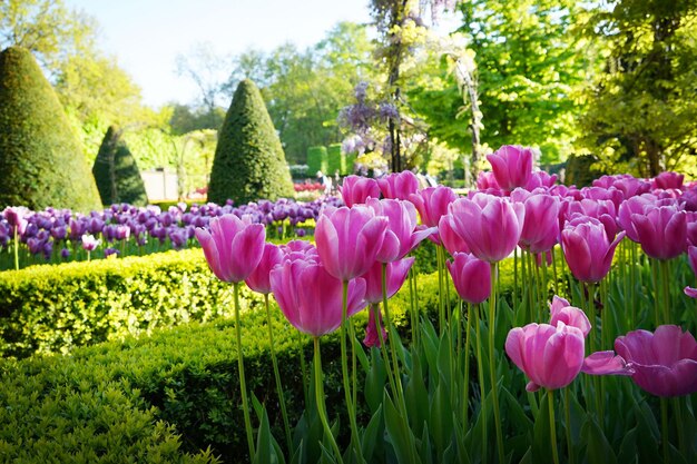 Piękne tulipany w parku