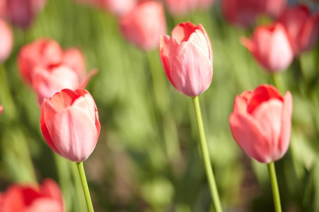 Piękne tulipany w wiosennej łące. Wiosenne kwiaty.