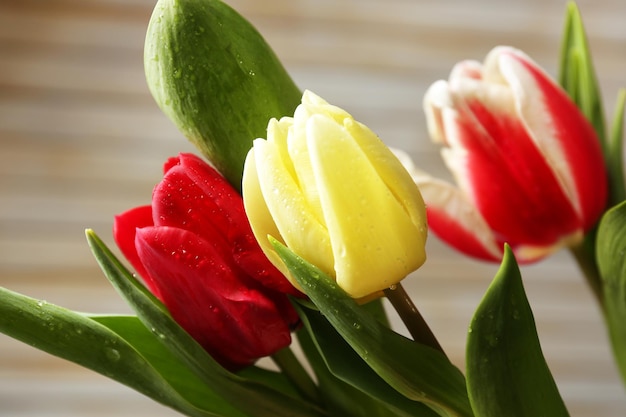 Piękne tulipany z bliska