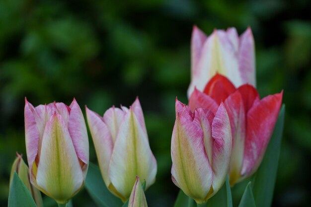 Piękne tulipany.