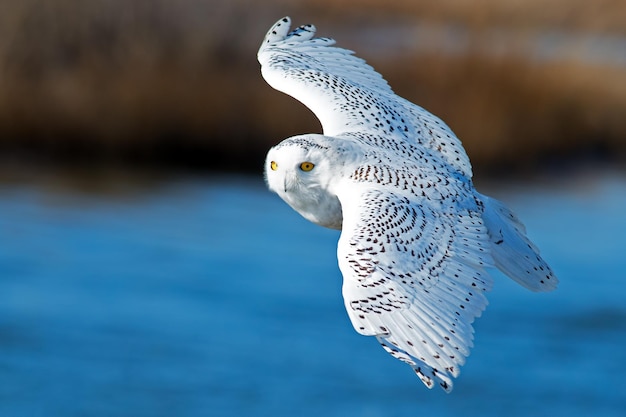 Piękne ujęcie białej sowy swobodnie latającej po niebie