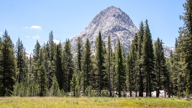 Piękne ujęcie jodeł i pasma górskiego John Muir Trail pod błękitnym niebem w Kalifornii