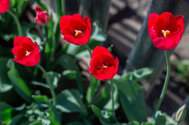 Piękne wiosenne czerwone tulipany