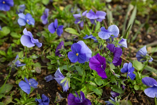 Piękne wiosenne fiołki w ogrodzie Grupa fiołków błękitnych