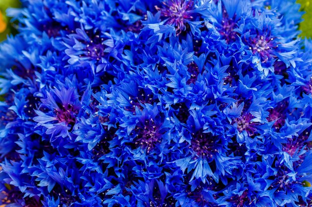 Piękne wiosenne kwiaty Blue Centaurea cyanus na tle. Niebieskie kwiaty wzór. Fotografia makro.