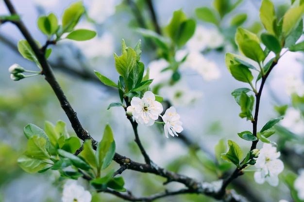 Piękne Wiosenne Kwiaty W Parku Natura W Tle