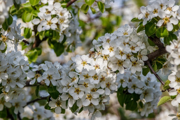 Piękne wiosenne kwitnące gałęzie drzew z białymi kwiatami makro