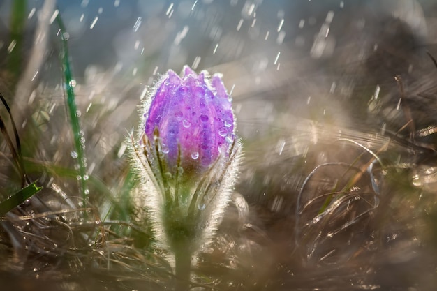 Piękne wiosenne pateny Pulsatilla w wiosennym deszczu. Krople wody na kwiatach