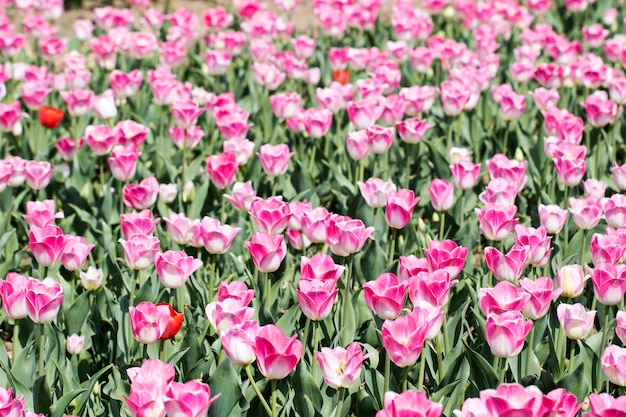 Piękne wiosenne tulipany na polu