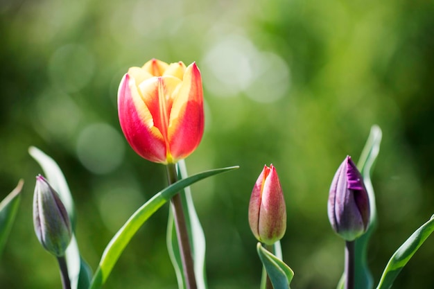 Piękne wiosenne tulipany na polu