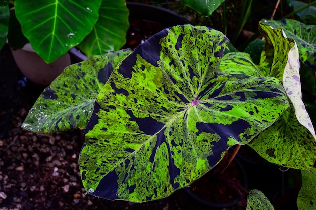 Piękne wzory na liściach Colocasia Mojito