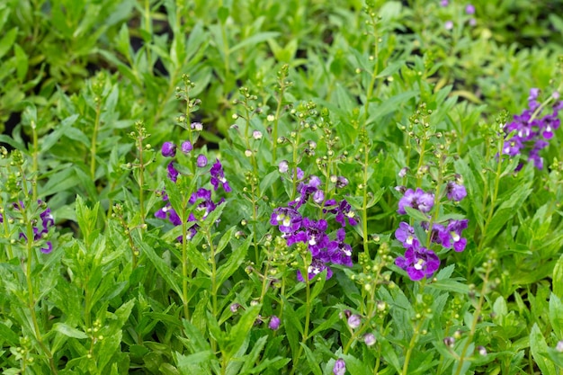 Piękne zakole angelonia goyazensis w parku