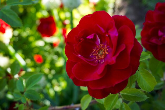piękne zbliżenie szkarłatnej róży