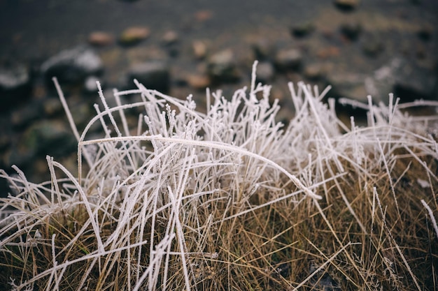 Piękne zbliżenie zamarzniętej trawy nad morzem zimą