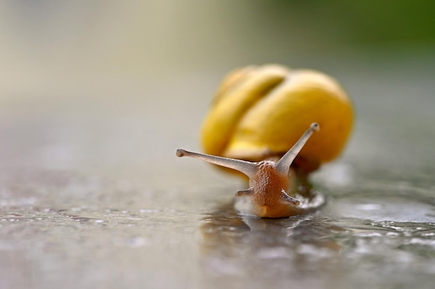 Zdjęcie piękne zdjęcia makro ślimaka z muszlą