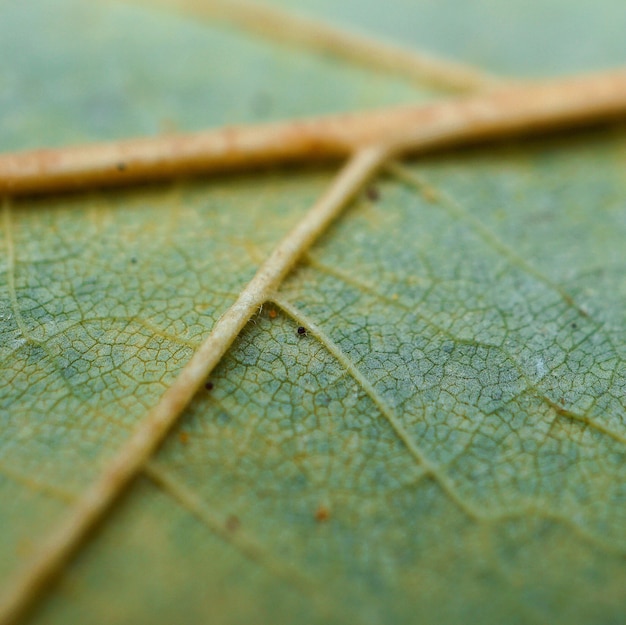 piękne zielone drzewo pozostawia w naturze