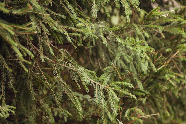 Piękne zielone gałęzie drzew Arborvitae