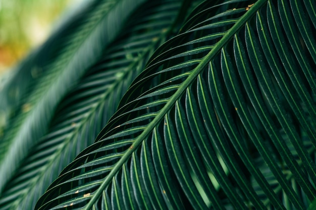 Piękne zielone liście palmowe